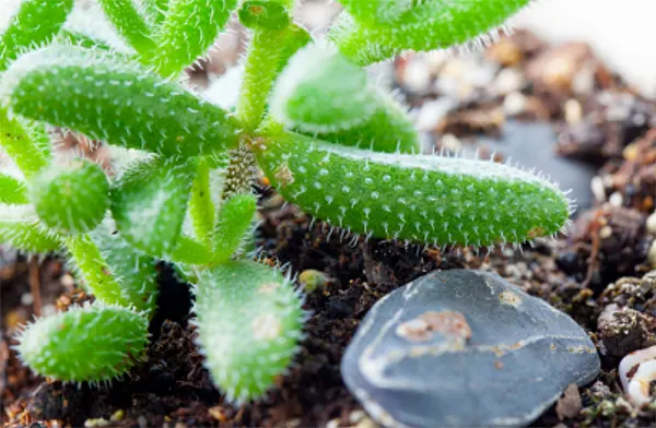 Ice plant