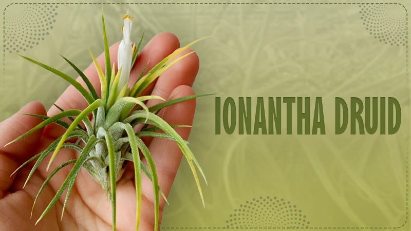 Ionantha Druidd