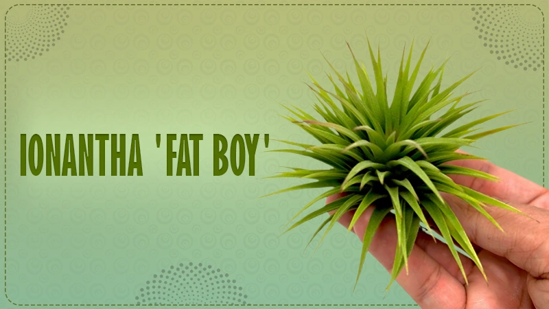 Ionantha 'Fat Boyy'