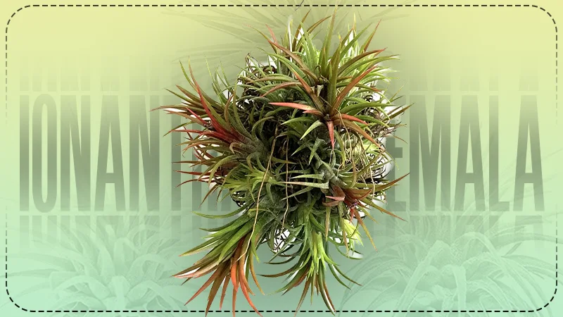 Ionantha Guatemalaa