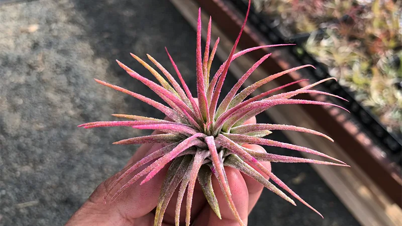 Ionantha Lavenderr