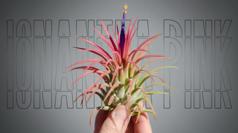 Ionantha Pinkk