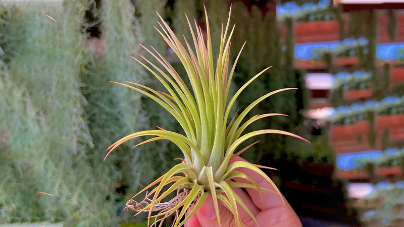 Ionantha 'Tall Boyyy'