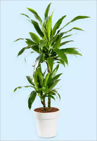 Janet Craig Dracaena Deremensis