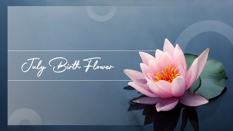 July Birth Flower Symbolism