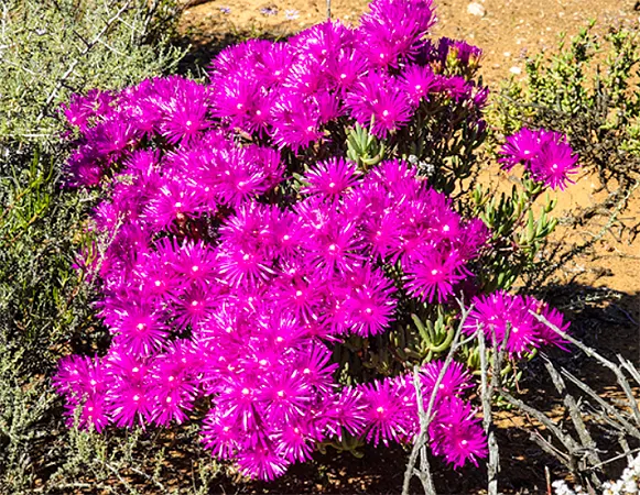 Lampranthus Haworthii