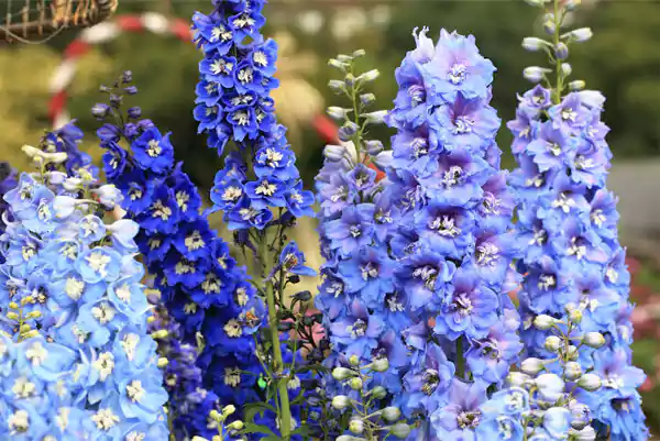 Larkspur July Birth Flower