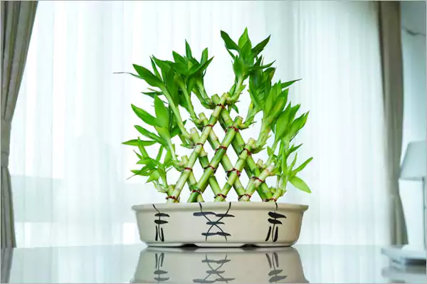 Lucky Bamboo Dracaena Sanderiana