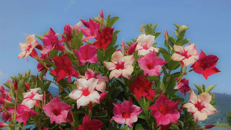 Maintenance of Mandevilla