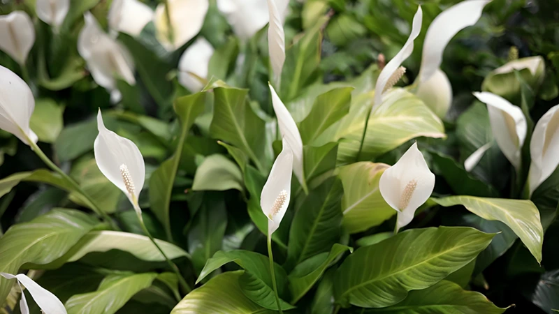 Patricia Peace Lilyy (Spathiphyllum ‘Patricia’)