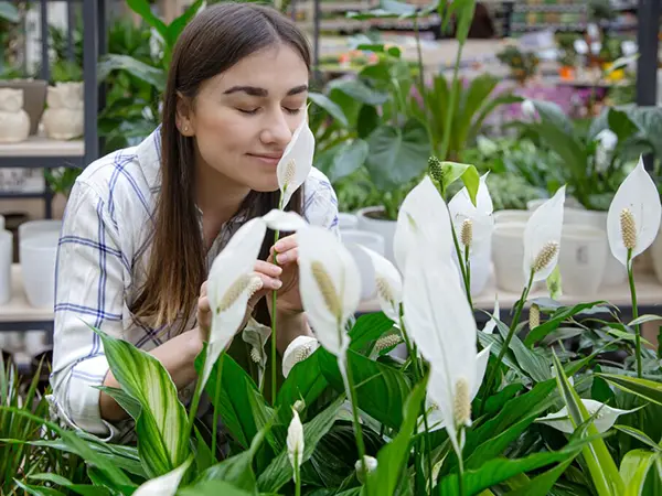 Peace Lily - Types, Benefits & Tips to Care & Grow