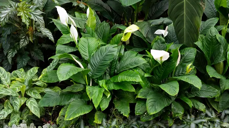 Piccolinoo Peace Lily (Spathiphyllum ‘Piccolino’)