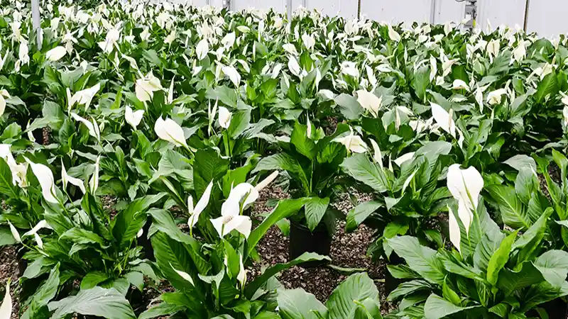 Piccolinoo Peace Lily (Spathiphyllum ‘Piccolino’)