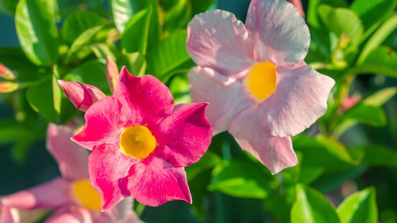 Shining Mandevilla plant