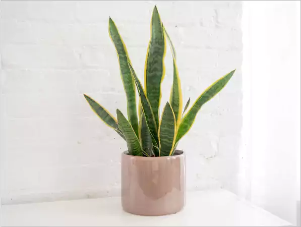 Snake Plant Dracaena Trifasciata