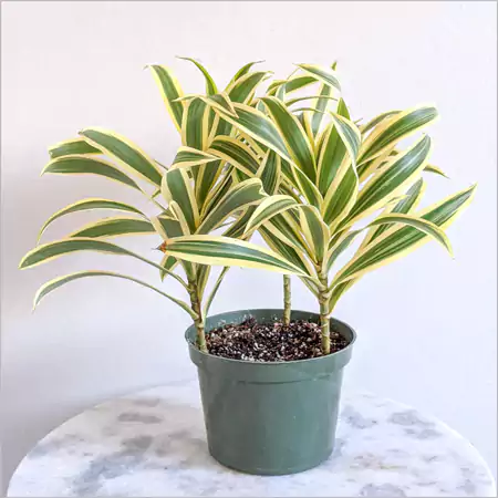 Song of India Dracaena Reflexa