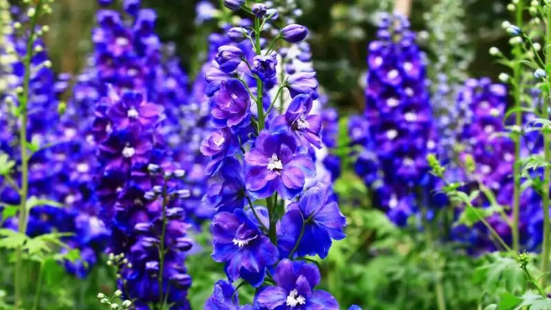 The Larkspur second images