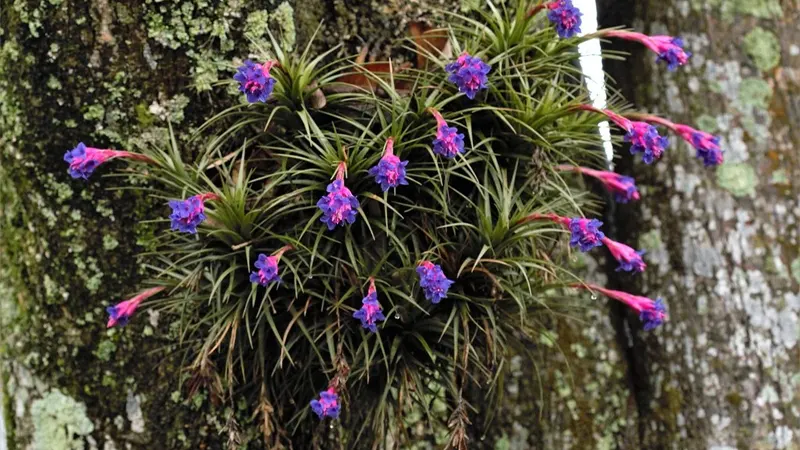 Tillandsia Aeranthos Bergerii