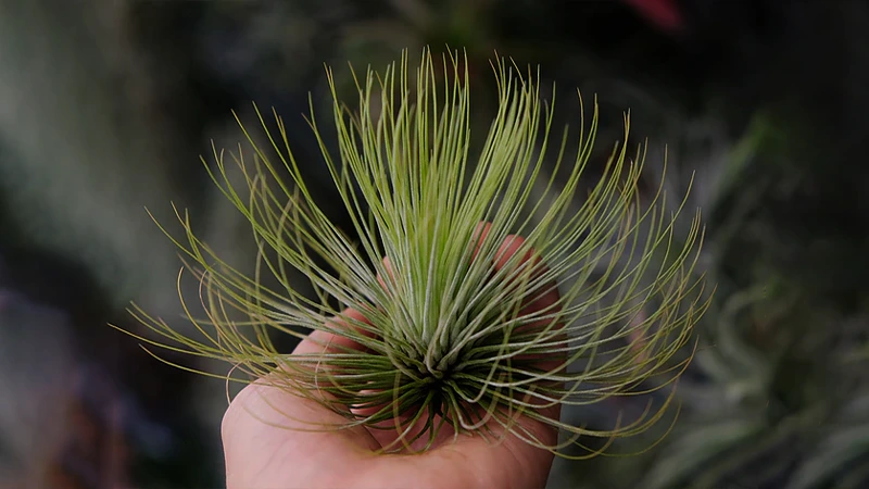 Tillandsia Andreanaaa