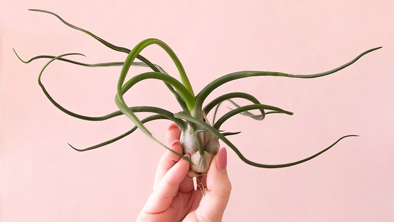 Tillandsia Bulbosaa
