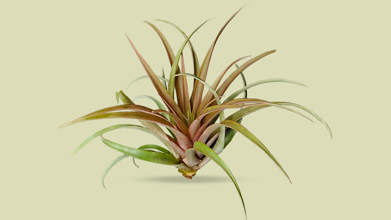 Tillandsia Capitataa