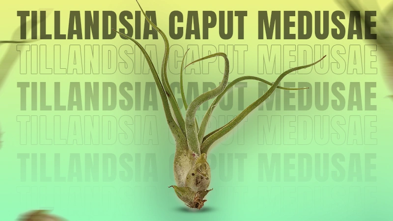 Tillandsia Caput Medusaee