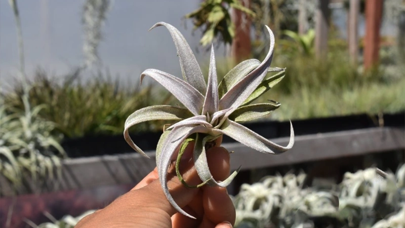 Tillandsia Chiapensiss