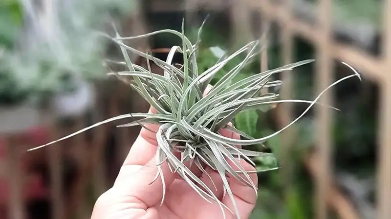 Tillandsia Didistichaa