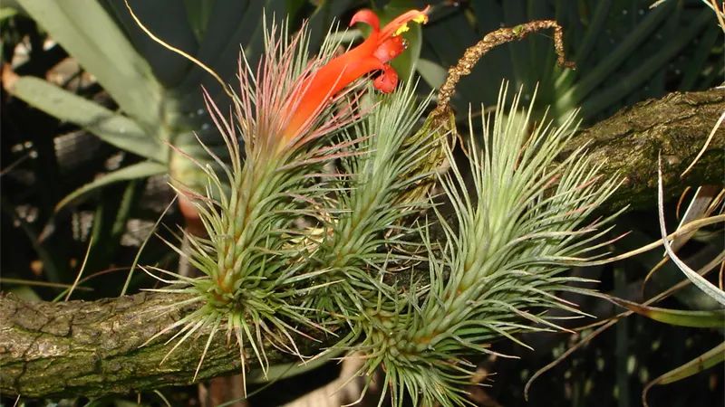 Tillandsia Funckianaa