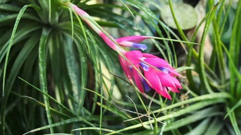 Tillandsia Houstonn