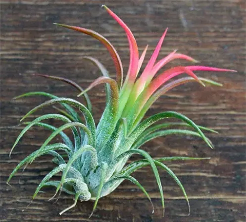 Tillandsia Ionantha (Fuego)