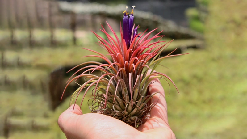 Tillandsia Ionantha Huamelula Maximaa