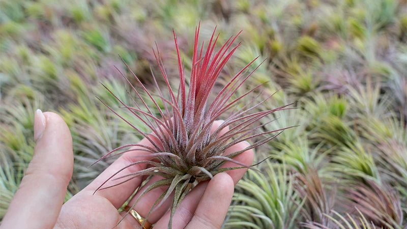 Tillandsia Ionanthaaa