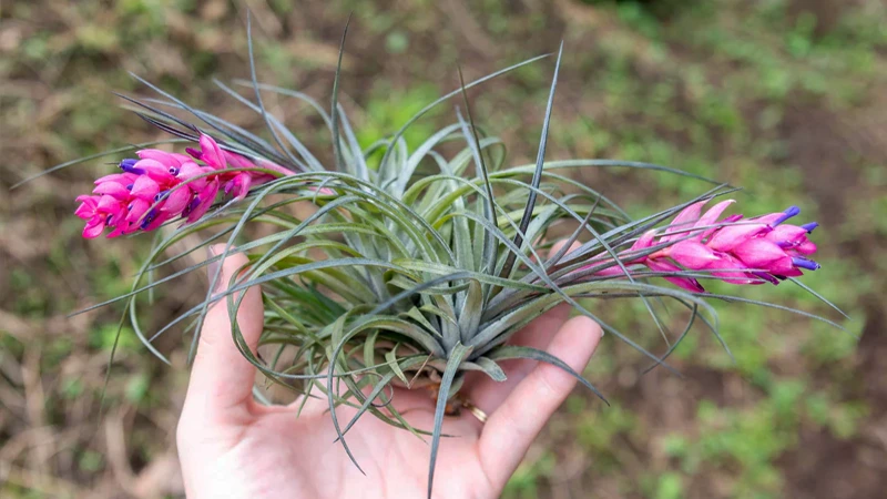 Tillandsia Strictaa