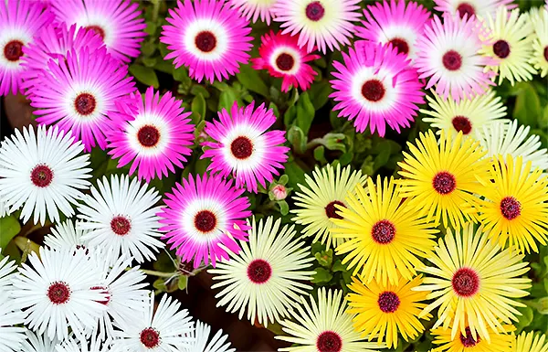 Types of ice plant