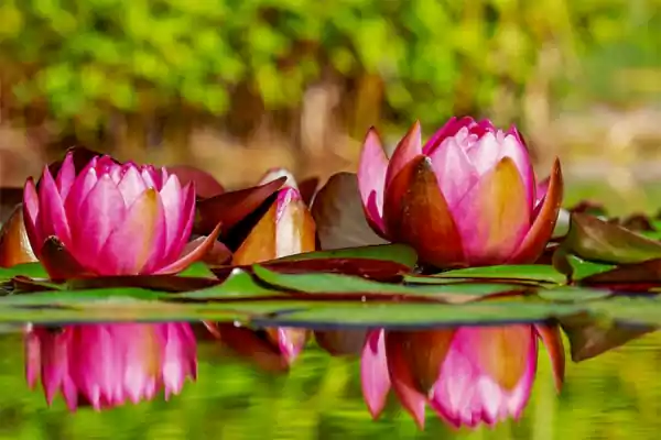 Water Lily Flowers