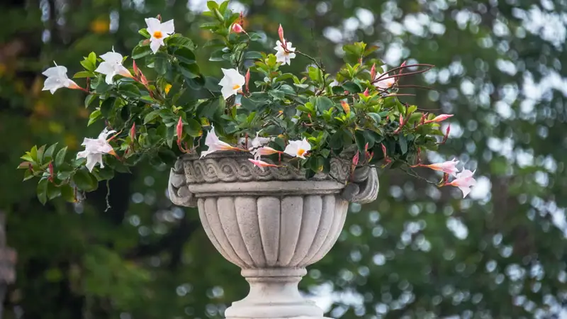 White Mandevilla plant