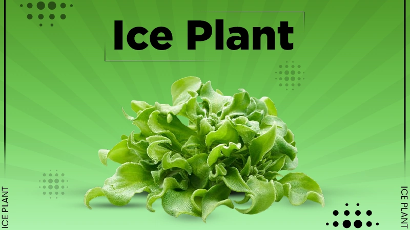 ice plant