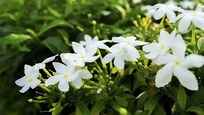 jasmin first