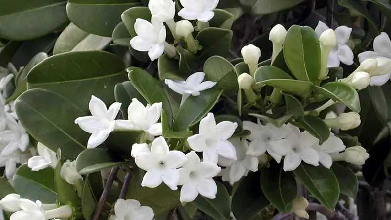 jasmin four
