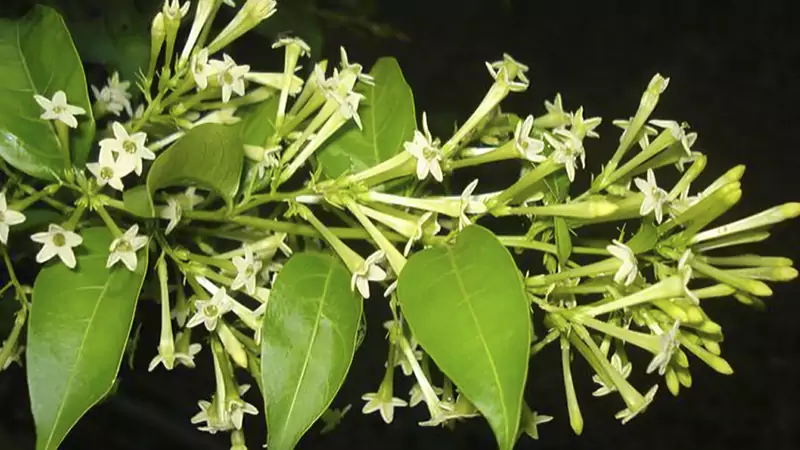 jasmin three