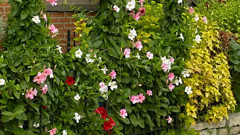 mandevilla