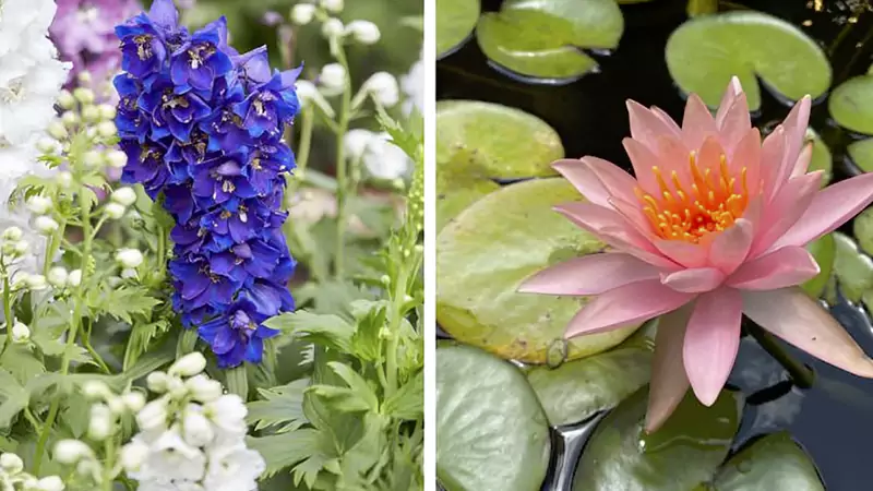 water lily and Larkspur fourth