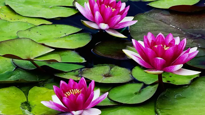 water lily
