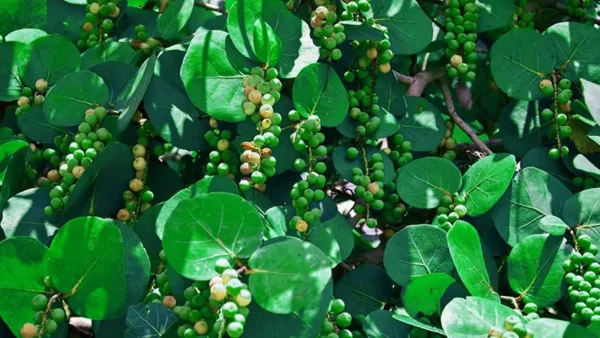 Sea Grape-3