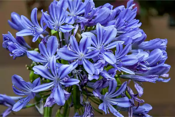 African Lily Plant