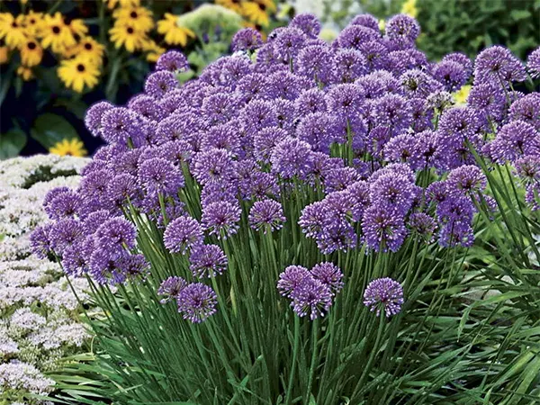 Allium Plant