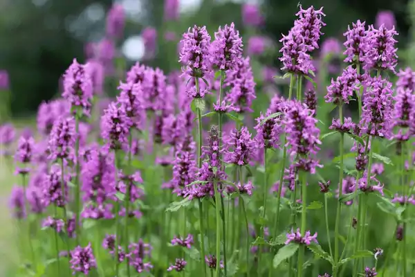 Alpine Beauty Plant