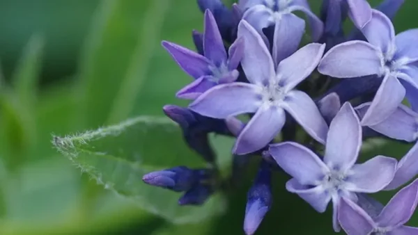 Amsonia-1