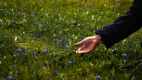 Amsonia-3